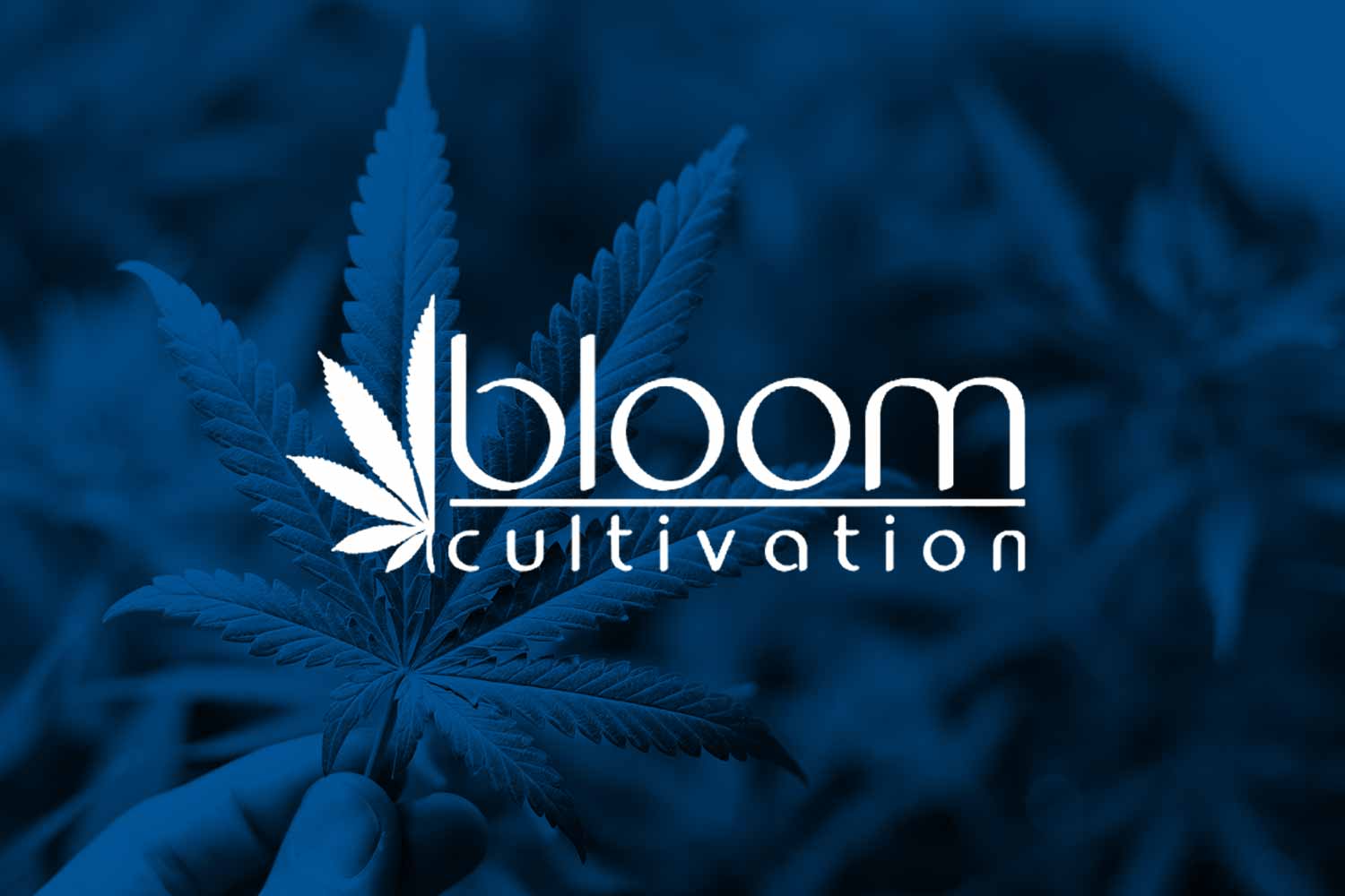 Bloom Cultivation