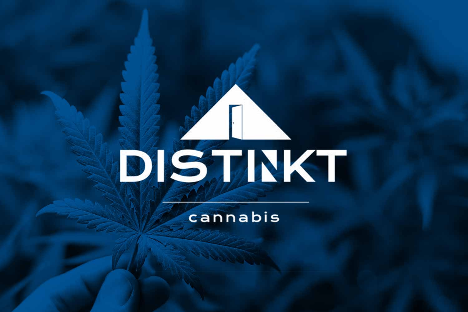 Distinkt Cannabis One